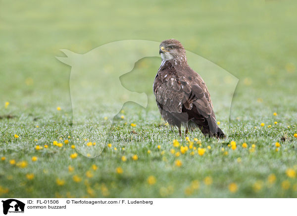 Musebussard / common buzzard / FL-01506