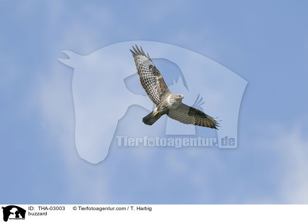Musebussard / buzzard / THA-03003
