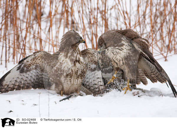 Musebussarde / Eurasian Buteo / SO-02468