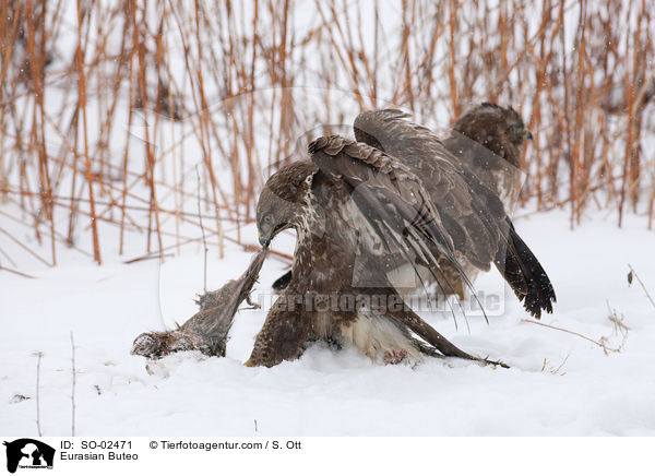 Eurasian Buteo / SO-02471