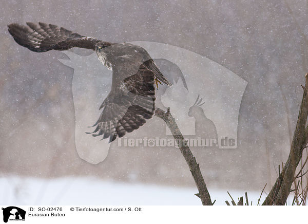 Musebussard / Eurasian Buteo / SO-02476