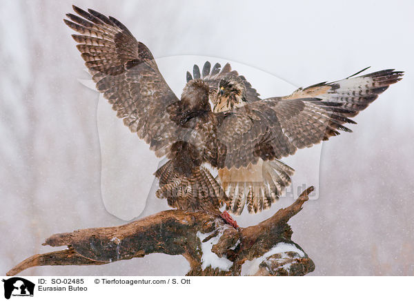 Musebussarde / Eurasian Buteo / SO-02485