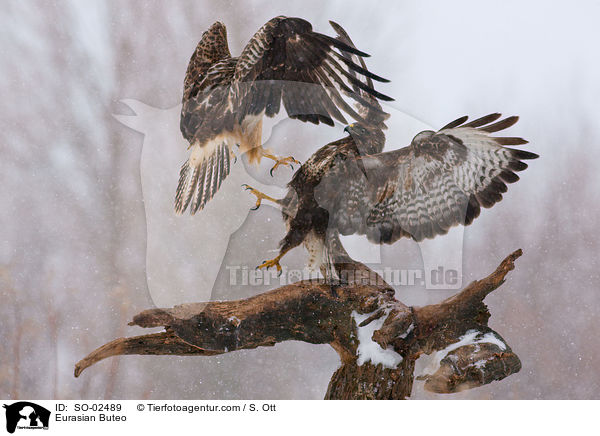 Eurasian Buteo / SO-02489