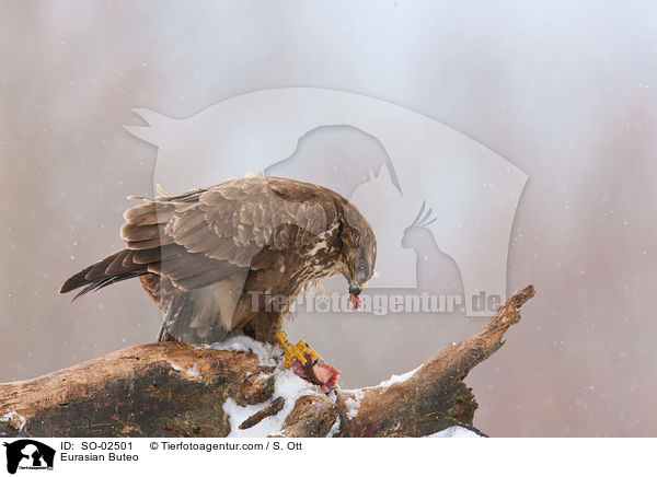 Eurasian Buteo / SO-02501