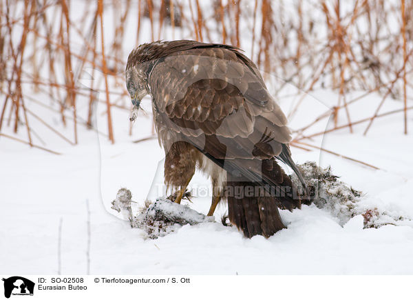 Eurasian Buteo / SO-02508