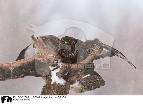 Musebussard / Eurasian Buteo / SO-02509