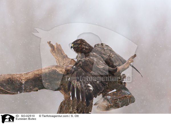 Musebussard / Eurasian Buteo / SO-02510