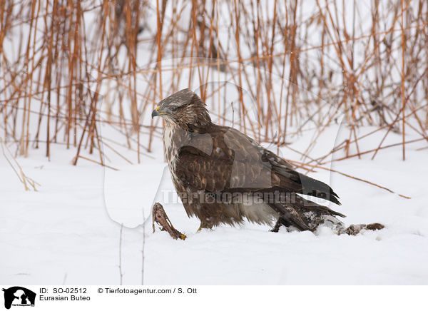 Musebussard / Eurasian Buteo / SO-02512