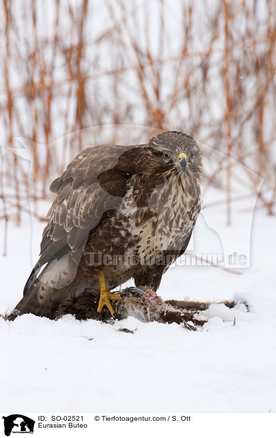 Eurasian Buteo / SO-02521