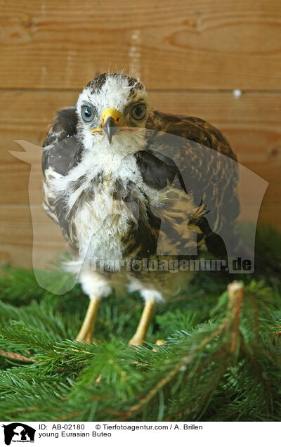 young Eurasian Buteo / AB-02180