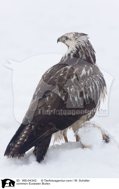 Musebussard / common Eurasian Buteo / WS-04342