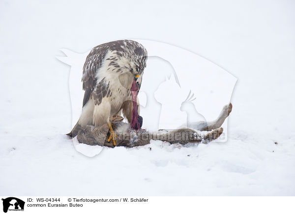 common Eurasian Buteo / WS-04344