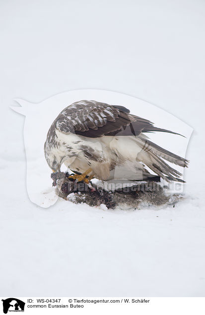 Musebussard / common Eurasian Buteo / WS-04347