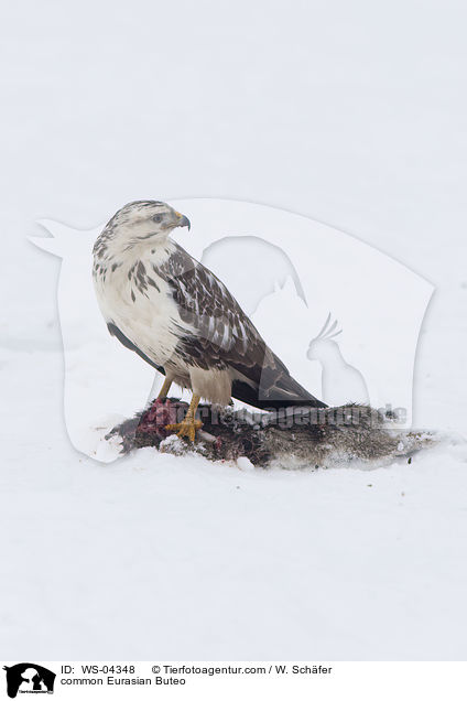 Musebussard / common Eurasian Buteo / WS-04348