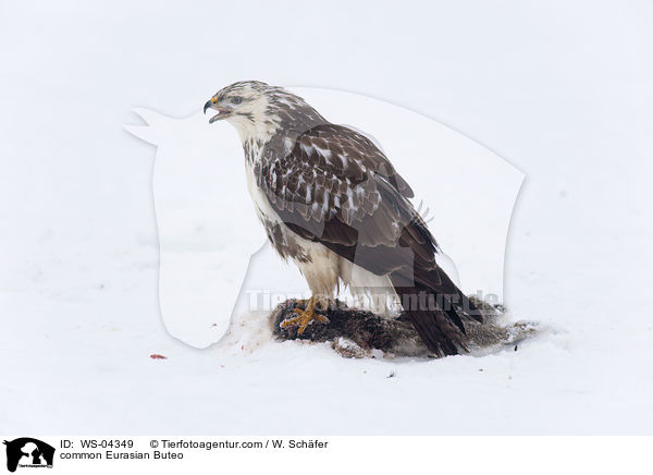 Musebussard / common Eurasian Buteo / WS-04349