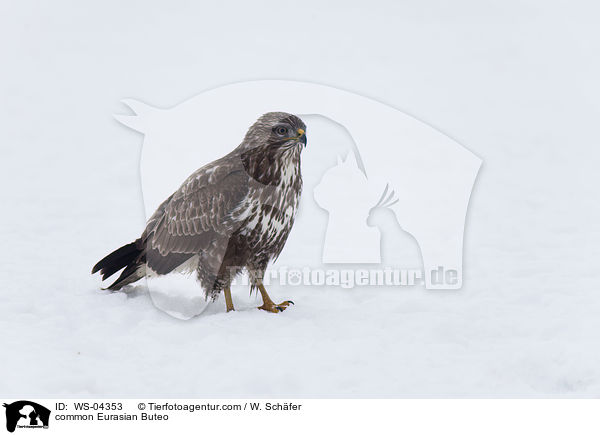 Musebussard / common Eurasian Buteo / WS-04353