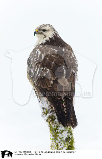 Musebussard / common Eurasian Buteo / WS-04358