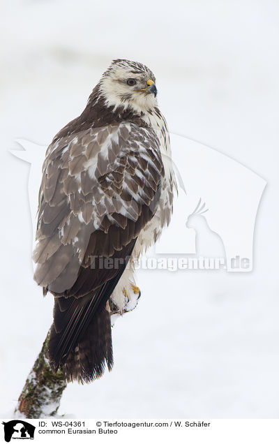 common Eurasian Buteo / WS-04361