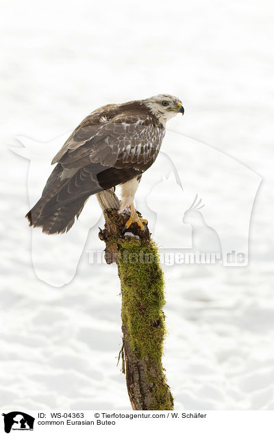 common Eurasian Buteo / WS-04363