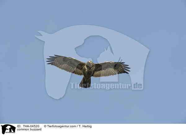 common buzzard / THA-04520