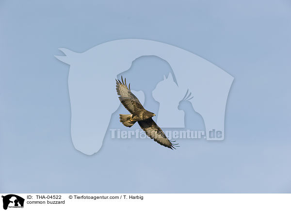 common buzzard / THA-04522