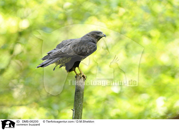 Musebussard / common buzzard / DMS-06200