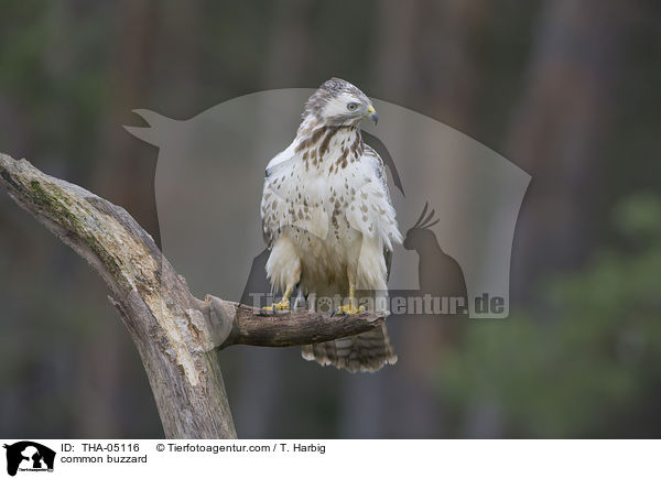 common buzzard / THA-05116