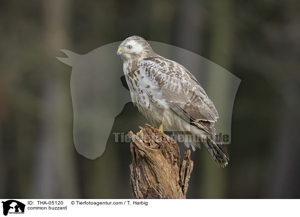 common buzzard / THA-05120