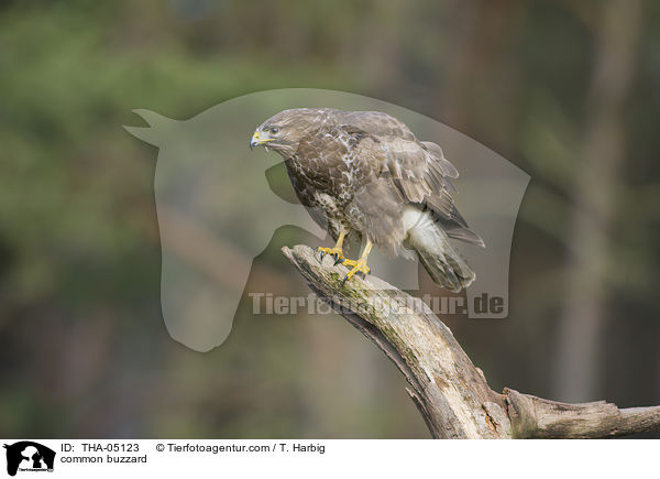 common buzzard / THA-05123