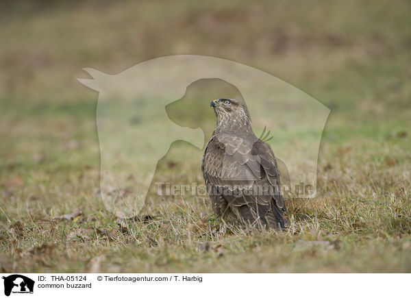 common buzzard / THA-05124