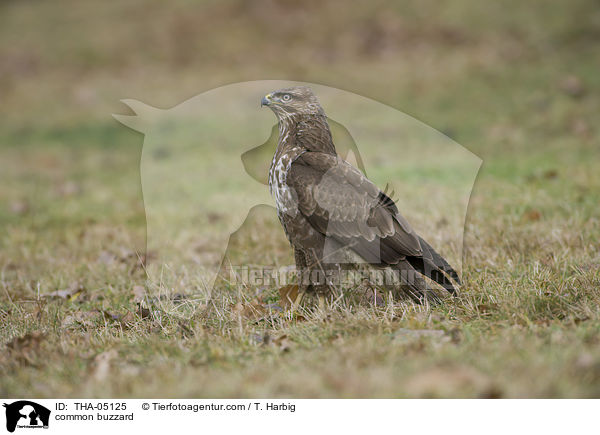 common buzzard / THA-05125