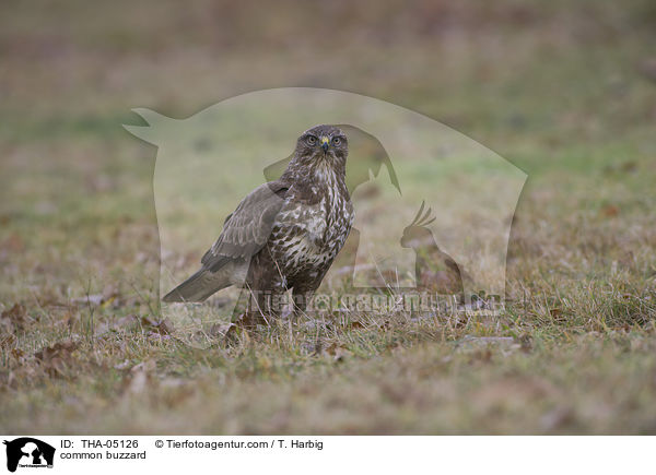 common buzzard / THA-05126