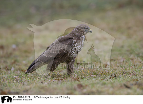 common buzzard / THA-05127