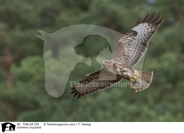 common buzzard / THA-05129