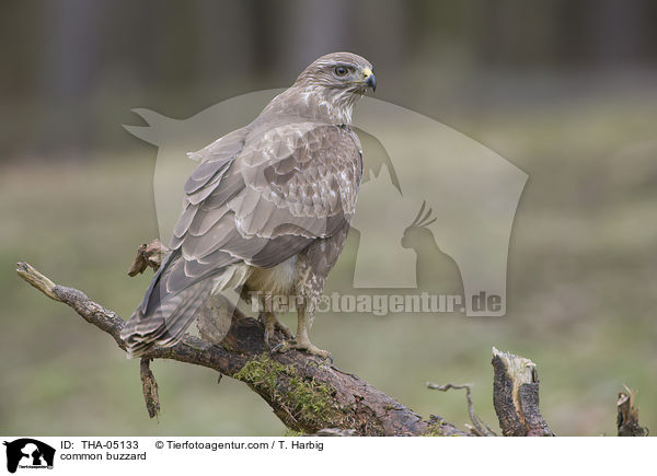 common buzzard / THA-05133
