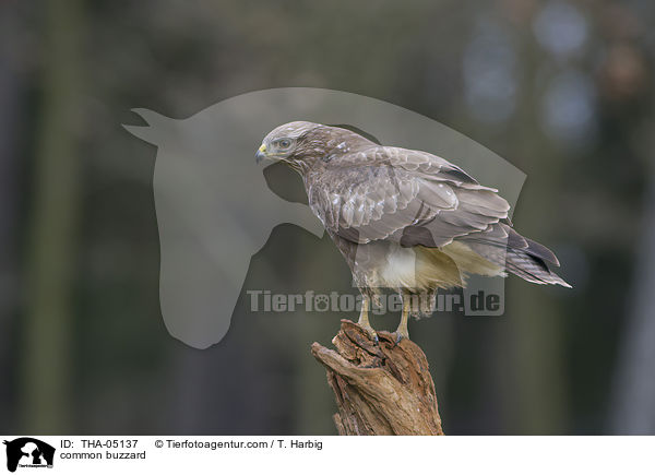 common buzzard / THA-05137