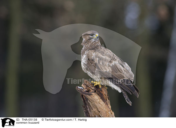 common buzzard / THA-05138