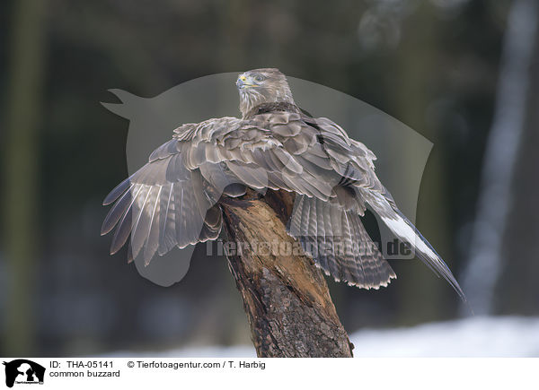 common buzzard / THA-05141