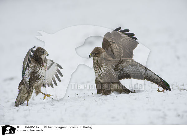 common buzzards / THA-05147