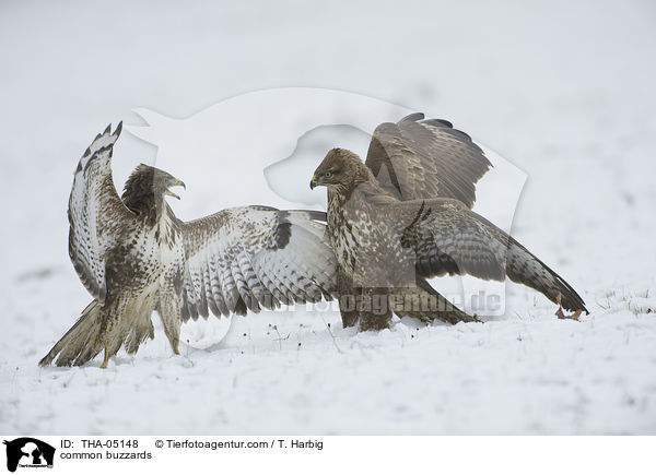 common buzzards / THA-05148
