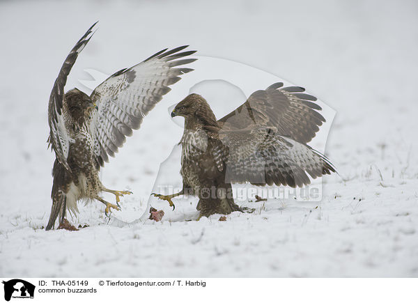 common buzzards / THA-05149