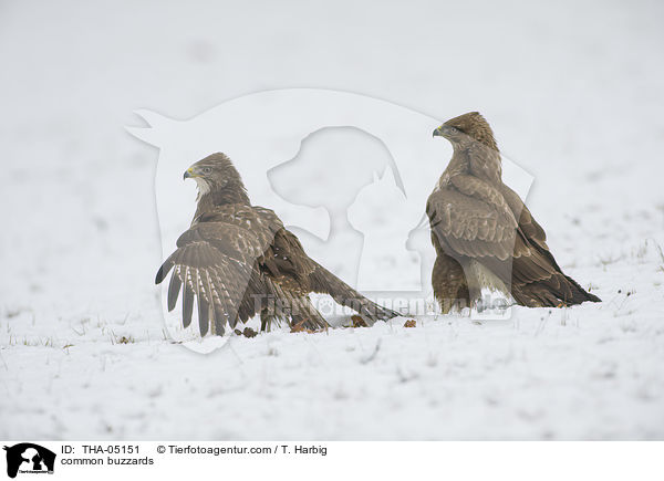 common buzzards / THA-05151