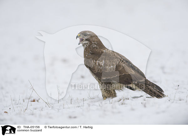 Musebussard / common buzzard / THA-05156