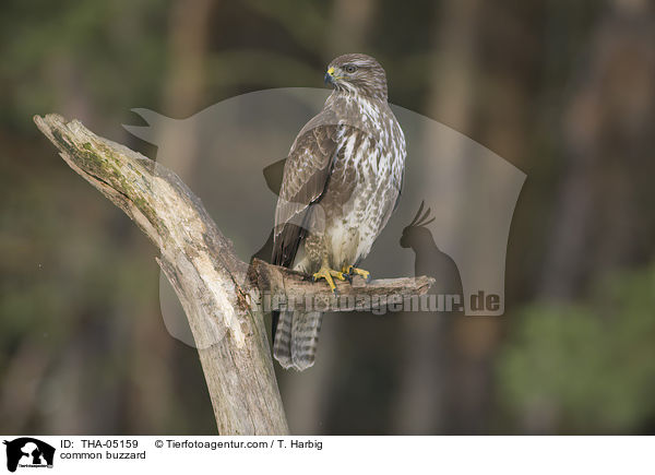 common buzzard / THA-05159