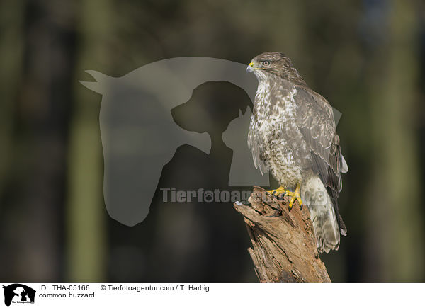 common buzzard / THA-05166