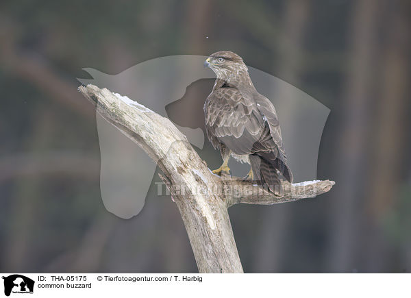 common buzzard / THA-05175