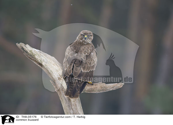 common buzzard / THA-05176