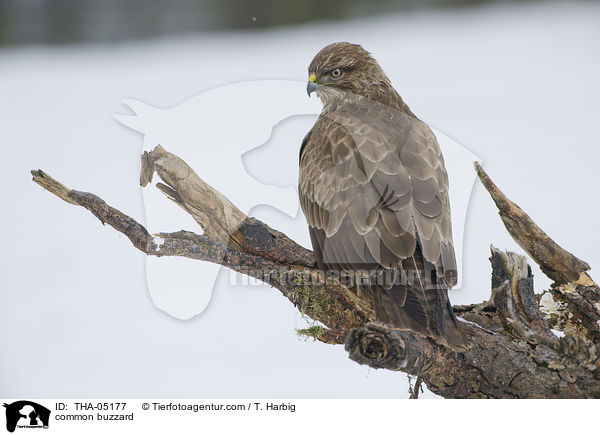 common buzzard / THA-05177