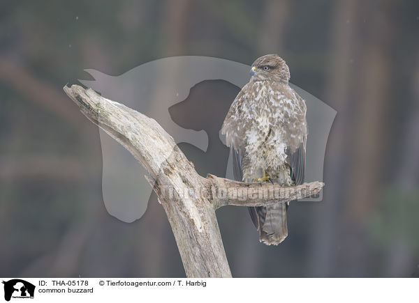 common buzzard / THA-05178