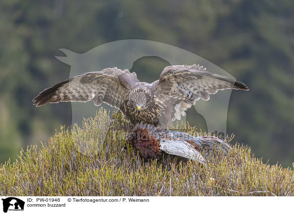 common buzzard / PW-01946